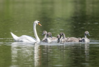 Mute swan (Cygnus olor), adult and young birds swimming on a pond, Thuringia, Germany, Europe