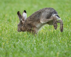 European hare (Lepus europaeus) running on a grain field, wildlife, Thuringia, Germany, Europe