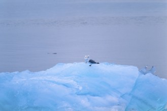 Black legged kittiwake (Rissa tridactyla) on the ice by the sea, Svalbard