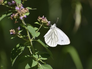 Green-veined white (Pieris napi), Upper Bavaria, Germany, Europe