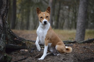 Basenji or Congo Terrier (Canis lupus familiaris), attentive, male, outdoors in a forest in Ystad,