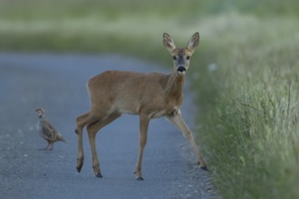 Roe deer (Capreolus capreolus) adult female animal walking across a country road with a Red-legged