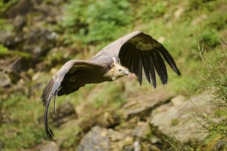 Eurasian griffon vulture (Gyps fulvus) flying, Bavaria, Germany, Europe