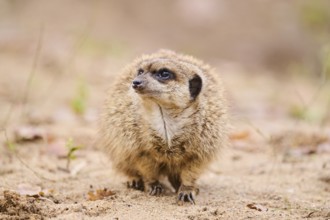 Meerkat (Suricata suricatta) standing on the ground, Bavaria, Germany, Europe