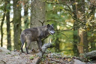 Eastern wolf (Canis lupus lycaon) standing on a little hill, Bavaria, Germany, Europe