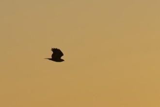 Common buzzard (Buteo buteo) silhouette of a adult bird in flight at sunset, Suffolk, England,