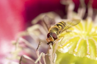 Common hoverfly (Eupeodes corollae) adult insect feeding on a garden poppy flower, Suffolk,