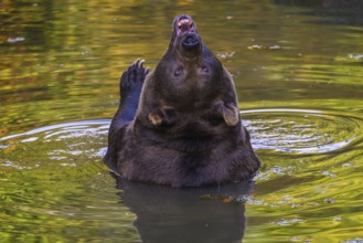 Brown bear (Ursus arctos) bathing, captive, Neuschönau enclosure, Bavarian Forest National Park,