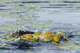 Bull frogs Lithobates catesbeianus. Male bull frogs fighting during the breeding season. La