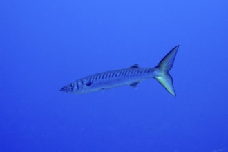 Single barracuda (Sphyraena viridensis) swimming in the blue ocean. Dive site Las Rosas, Las