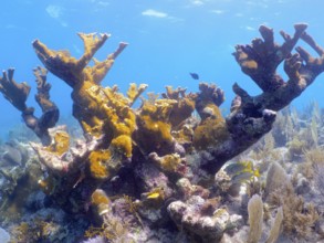 Partially dead elkhorn coral (Acropora palmata) . Dive site John Pennekamp Coral Reef State Park,