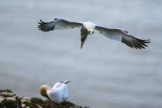 Northern Gannet, Morus bassanus, bird in flight over sea, Bempton Cliffs, North Yorkshire, England,