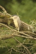 Black crowned night heron (Nycticorax nycticorax) Allgäu, Bavaria, Germany, Allgäu, Bavaria,