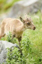 Alpine ibex (Capra ibex) youngster standing on a meadow, wildlife Park Aurach near Kitzbuehl,