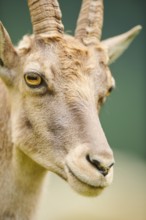 Alpine ibex (Capra ibex) female, portrait, wildlife Park Aurach near Kitzbuehl, Austria, Europe