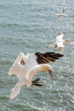 Northern gannet (Morus bassanus) (synonym: Sula bassana) in flight over the moving sea, landing