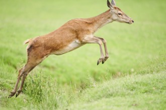 Red deer (Cervus elaphus) hind jumping over a dig on a meadow in the mountains in tirol, Kitzbühel,