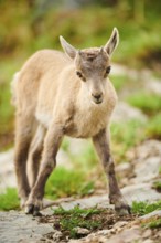 Alpine ibex (Capra ibex) youngster, standing on a rock, wildlife Park Aurach near Kitzbuehl,