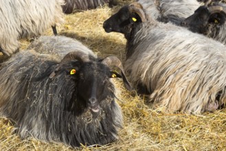 Several grey horned Heidschnucken (Ovis gmelini aries) or Lüneburger Heidschnucken with dark head