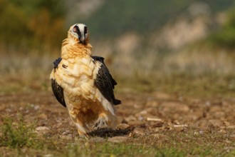 Old bearded vulture (Gypaetus barbatus), portrait, Catalonia, Pyrenees, Spain, Europe