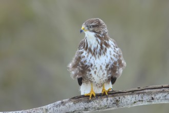 Steppe buzzard (Buteo buteo) sitting on a branch, wildlife, Siegerland, animals, birds, birds of