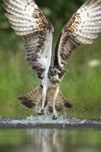 Western osprey (Pandion haliaetus) hunting, Aviemore, Scotland, Great Britain