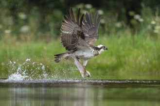 Western osprey (Pandion haliaetus) hunting, Aviemore, Scotland, Great Britain