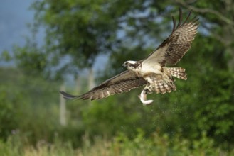 Western osprey (Pandion haliaetus) hunting, Aviemore, Scotland, Great Britain