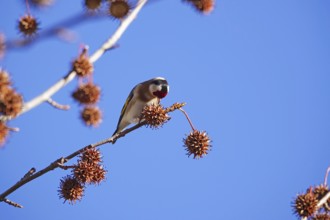 European goldfinch (Carduelis carduelis) in an amber tree, winter, Saxony, Germany, Europe