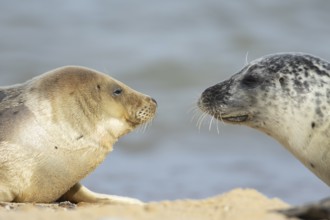 Common seal (Phoca vitulina) adult and juvenile baby pup animals looking at each other on a seaside