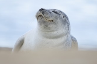 Common seal (Phoca vitulina) adult animal resting on a seaside beach, Norfolk, England, United