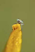 Common blue (Enallagma cyathigerum) damselfly resting on an Yellow iris plant flower, Norfolk,