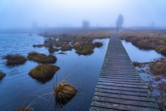 The High Fens nature park Park, in the German-Belgian border region near Eupen, winter, fog, wooden