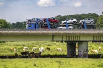 Lorry on the A40 motorway, bridge over the Ruhr and Styrumer Ruhrauen, herd of cattle, dairy cows