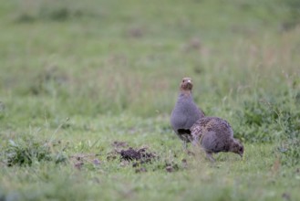 Gray partridges (Perdix perdix), Emsland, Lower Saxony, Germany, Europe