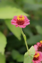 Zinnia (Zinnia elegans), blooming, flower, Elllerstadt, Germany, Europe Zinnia flower (Zinnia