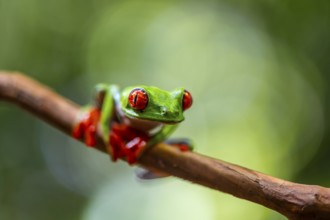 Red-eyed tree frog (Agalychnis callidryas), sitting on a branch, Heredia province, Costa Rica,