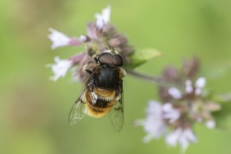 Bumblebee hoverfly (Volucella bombylans) on water mint (Mentha aquatica), Emsland, Lower Saxony,