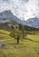 Maple tree with autumn leaves, autumn landscape in Rißtal with Spritzkarspitze, Großer Ahornboden,