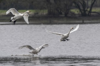 Tundra swans (Cygnus bewickii), landing, Emsland, Lower Saxony, Germany, Europe