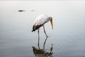 Yellow-billed stork (Mycteria ibis) foraging in the water, Sunset Dam, Southern Kruger National