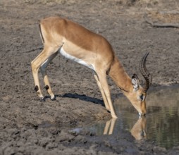 Impala (Aepyceros melampus) drinking at a natural waterhole, buck, black heeler antelope, Kruger