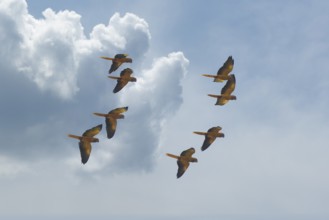 Flock of Golden parakeets, Golden conure, Amazon Basin, Brazil, South America