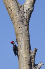 Female Crimson crested woodpecker, Campephilus melanoleucos, Amazon Basin, Brazil, South America