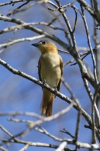 Chestnut crowned Becard, Pachyramphus castaneus, Amazon Basin, Brazil, South America