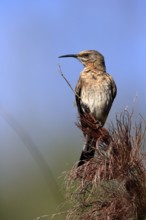 Cape Honeybird (Promerops cafer), adult, female, perch, Kirstenbosch Botanical Gardens, Cape Town,