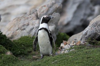 African penguin (Spheniscus demersus), adult, on land, Betty's Bay, Stony Point Nature Reserve,