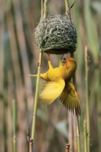 Eastern golden weaver (Ploceus subaureus), adult, male, at the nest, mating, Saint Lucia Estuary,