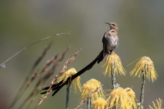 Cape Honeybird (Promerops cafer), adult, male, on flower, Protea, vigilant, Kirstenbosch Botanical