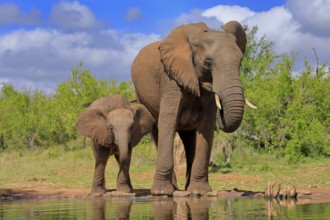 African elephant (Loxodonta africana), juvenile, mother, adult, female, mother with juvenile, at